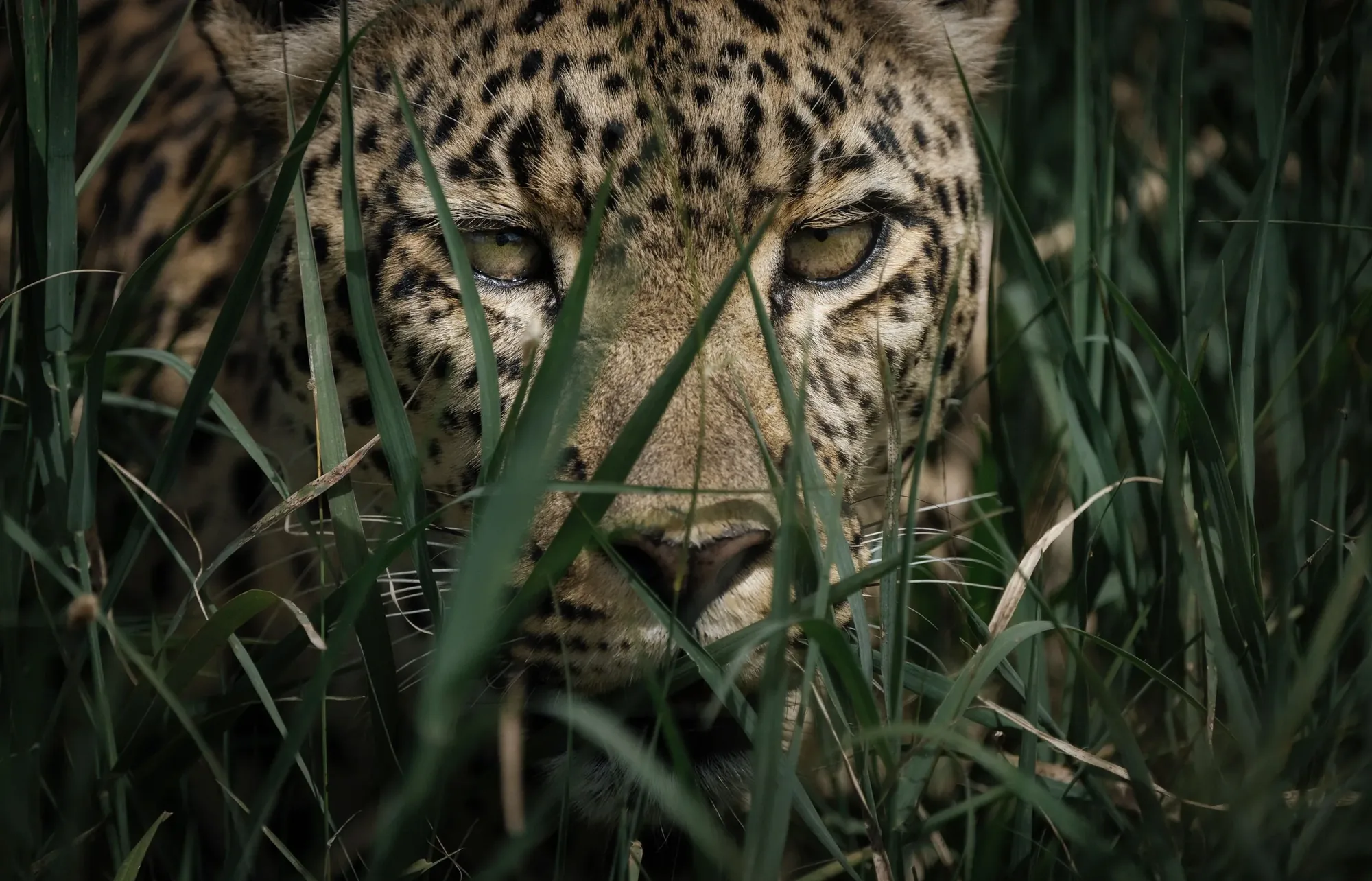 Maasai Mara Great Migration Safari