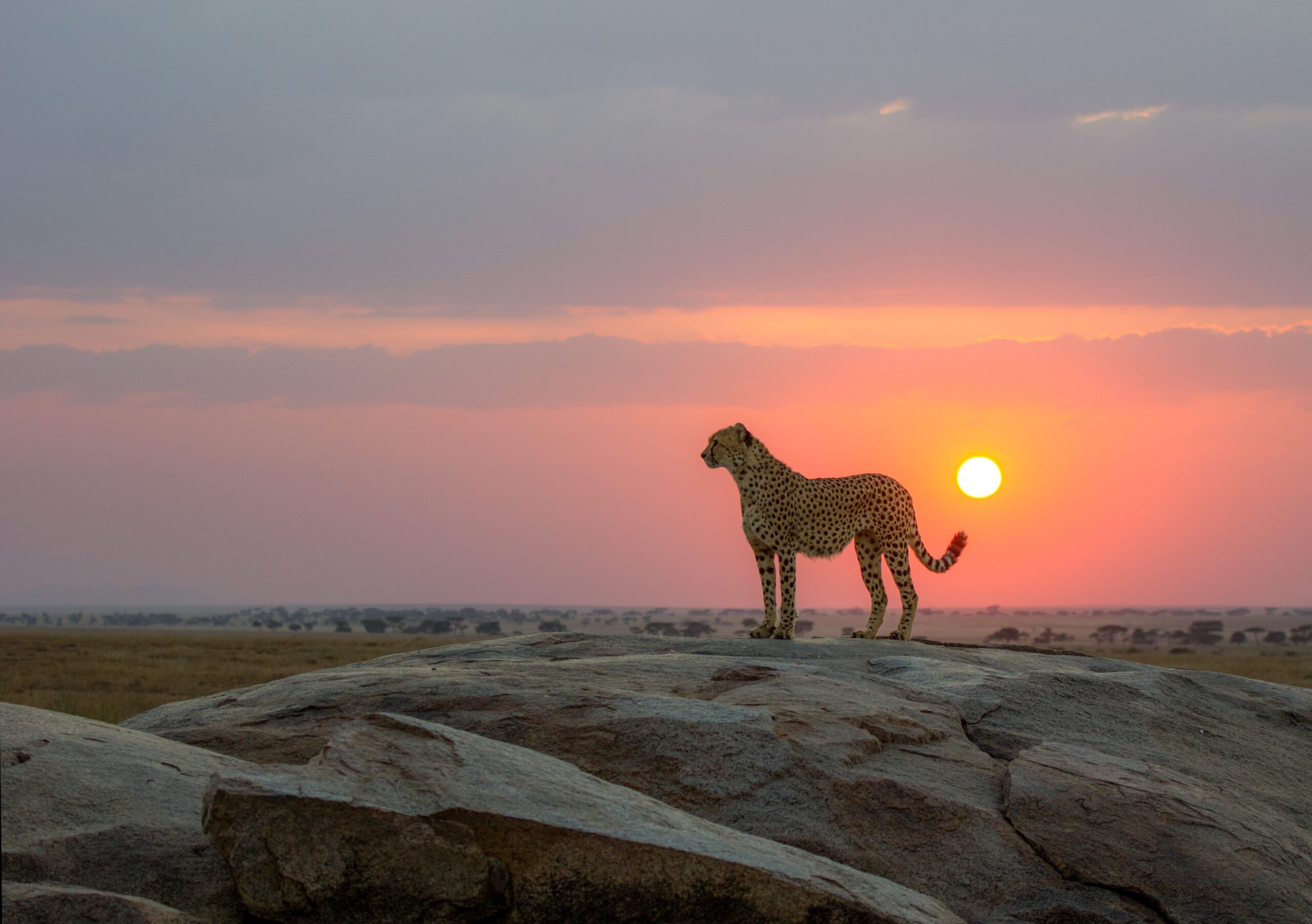 6 Days Luxury Safari, Fly Back from Serengeti