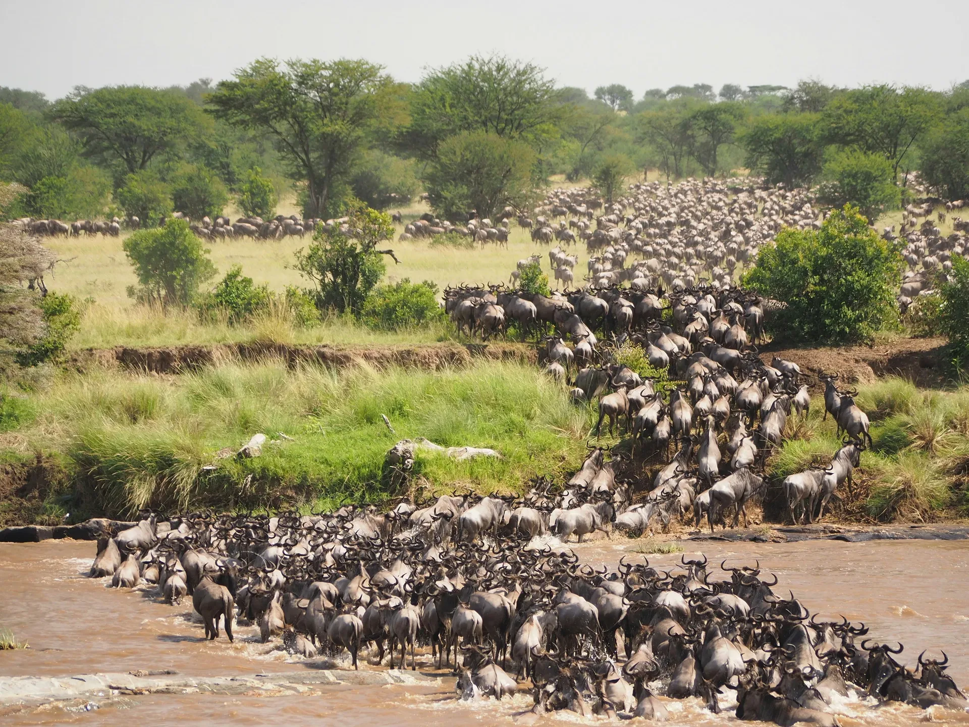 Tanzania safari landscape