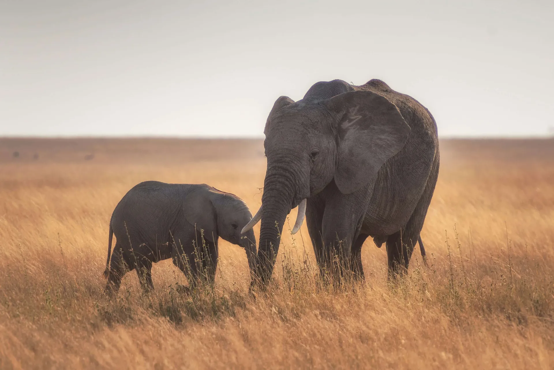 Elephants