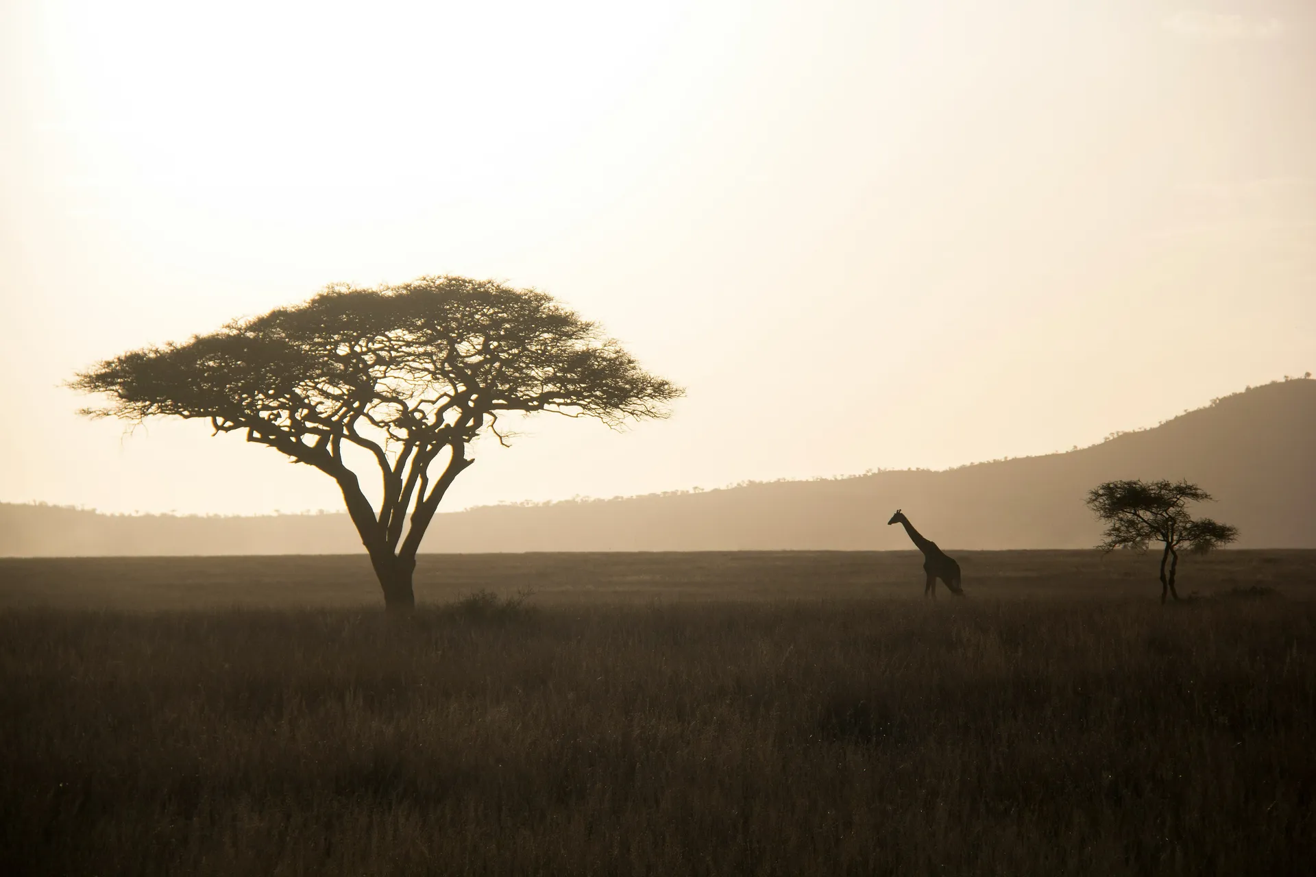 Tanzania Safari
