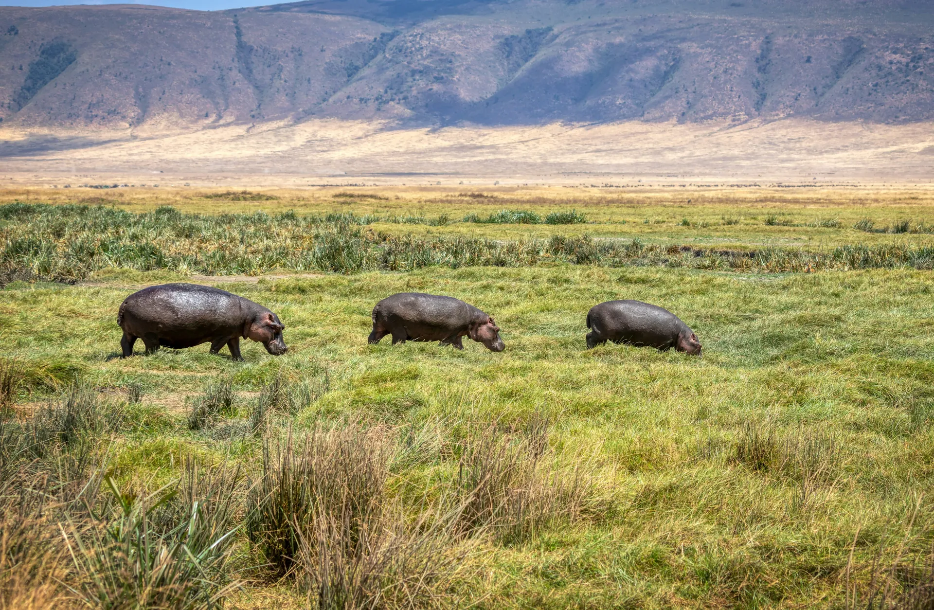Tanzania Safari