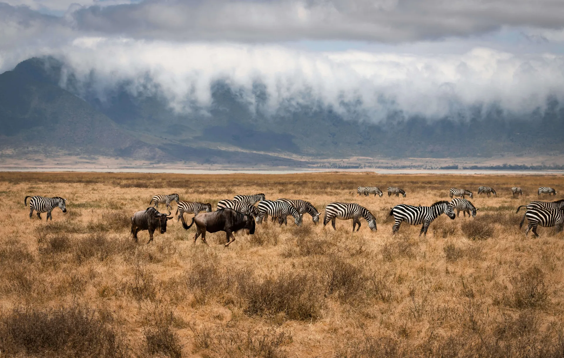 Tanzania Safari