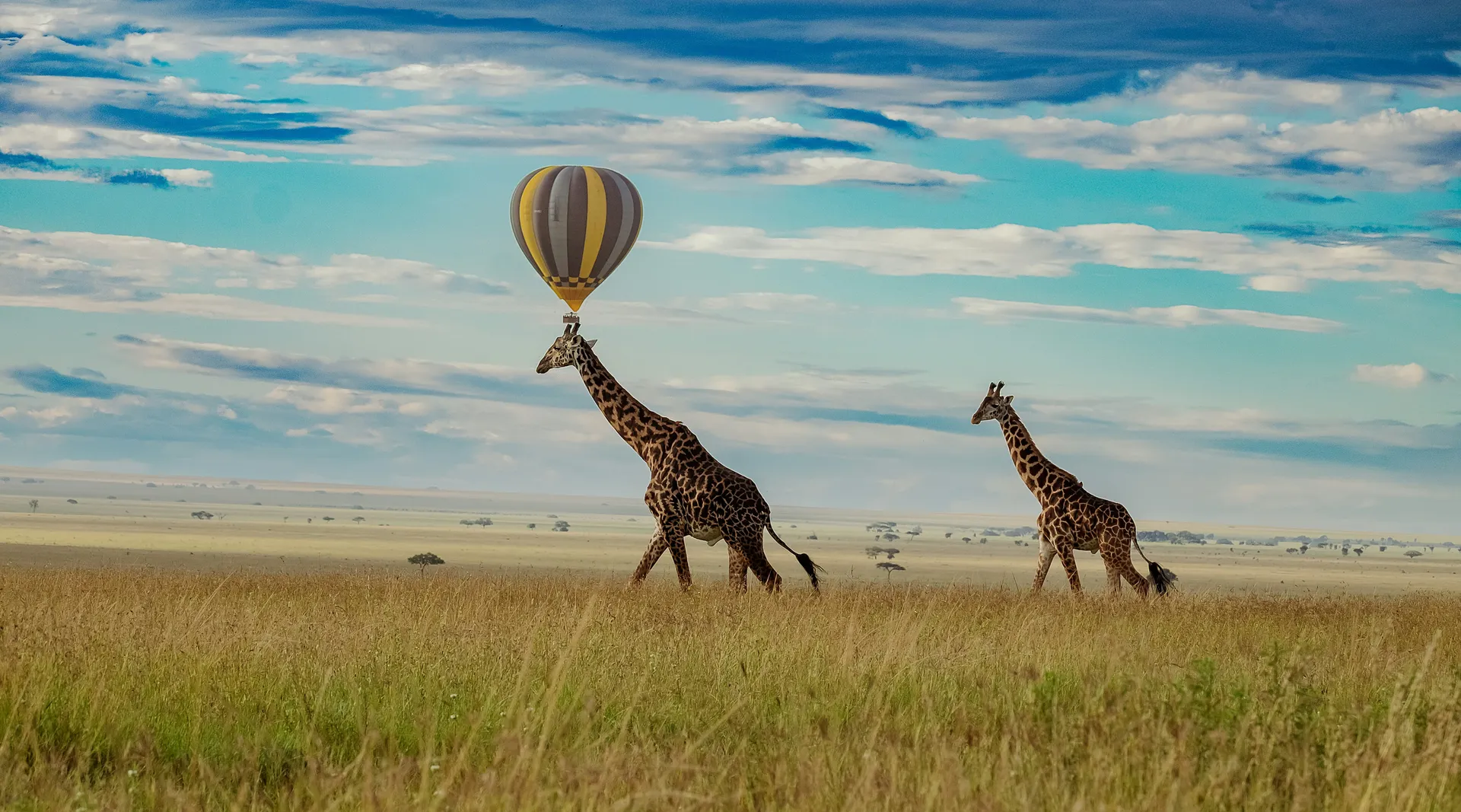 Tanzania safari landscape