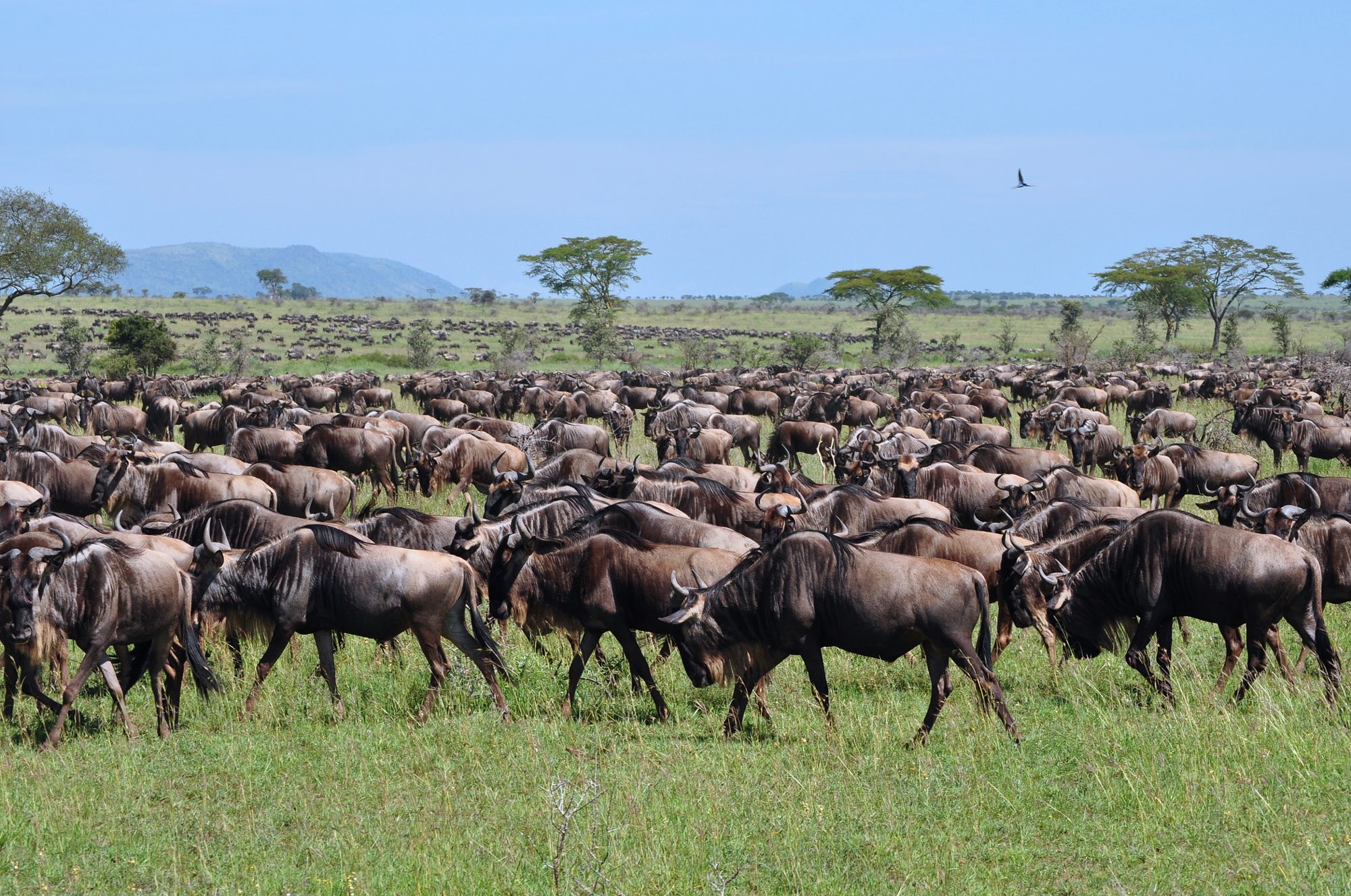 Kitulo National Park